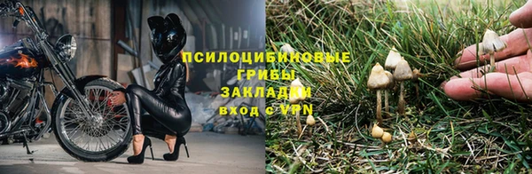 шишки Беломорск